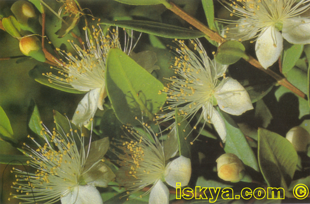 Myrtus_communis